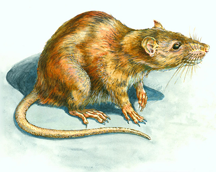 Rat - Acrylic on illustration board