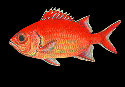 Blackbar-Soldierfish