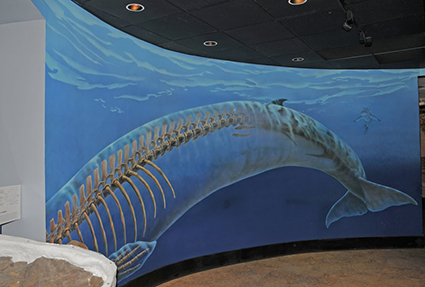 Whale Skeleton Mural