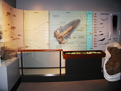 Whale Evolution Exhibit, color, drawings and silkscreen